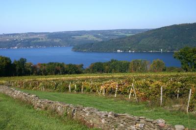 finger lakes vineyard