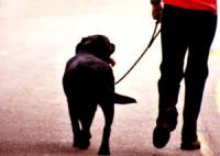 Dog-on-a-leash