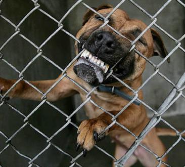 angry dog biting fence - "Vicious Propensities": Dog Owners' Liability and Responsibilty to Spot Warning Signs of Attack